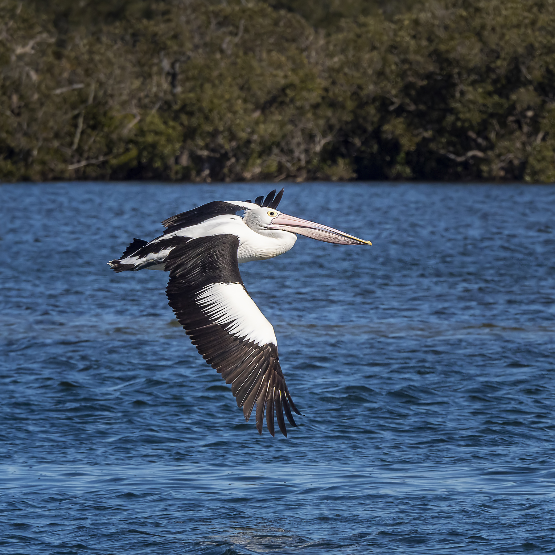 Australian Pelican (Image ID 42153)