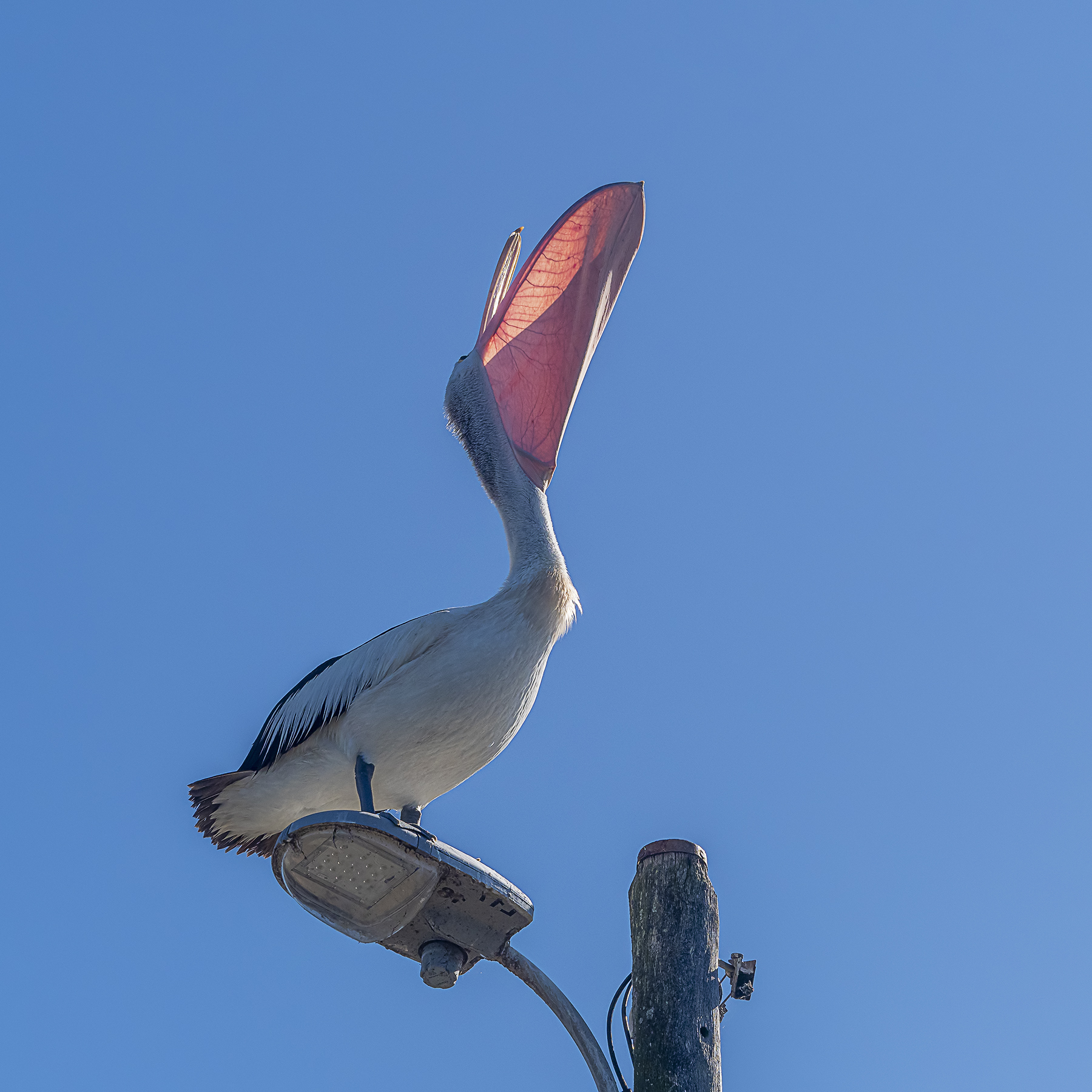 Australian Pelican (Image ID 42156)
