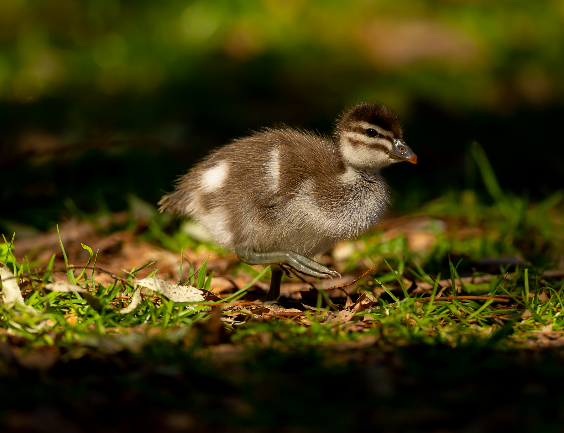 Australian Wood Duck (Image ID 42121)