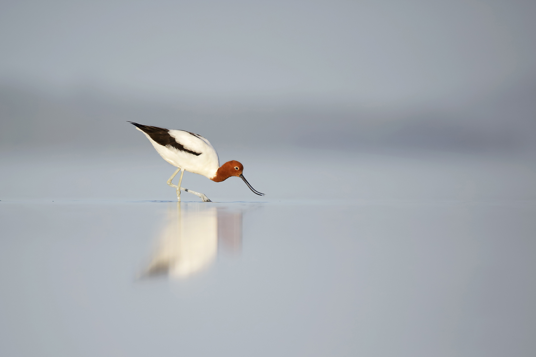 Red-necked Avocet (Image ID 42071)