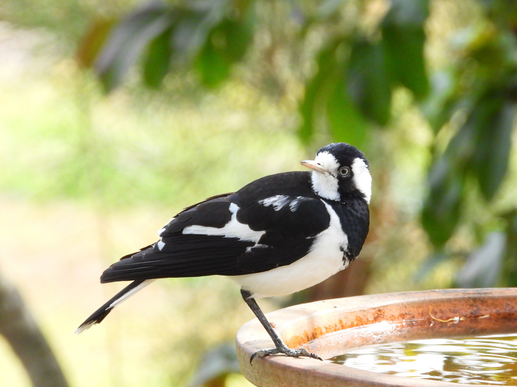 Magpie-lark (Image ID 42078)