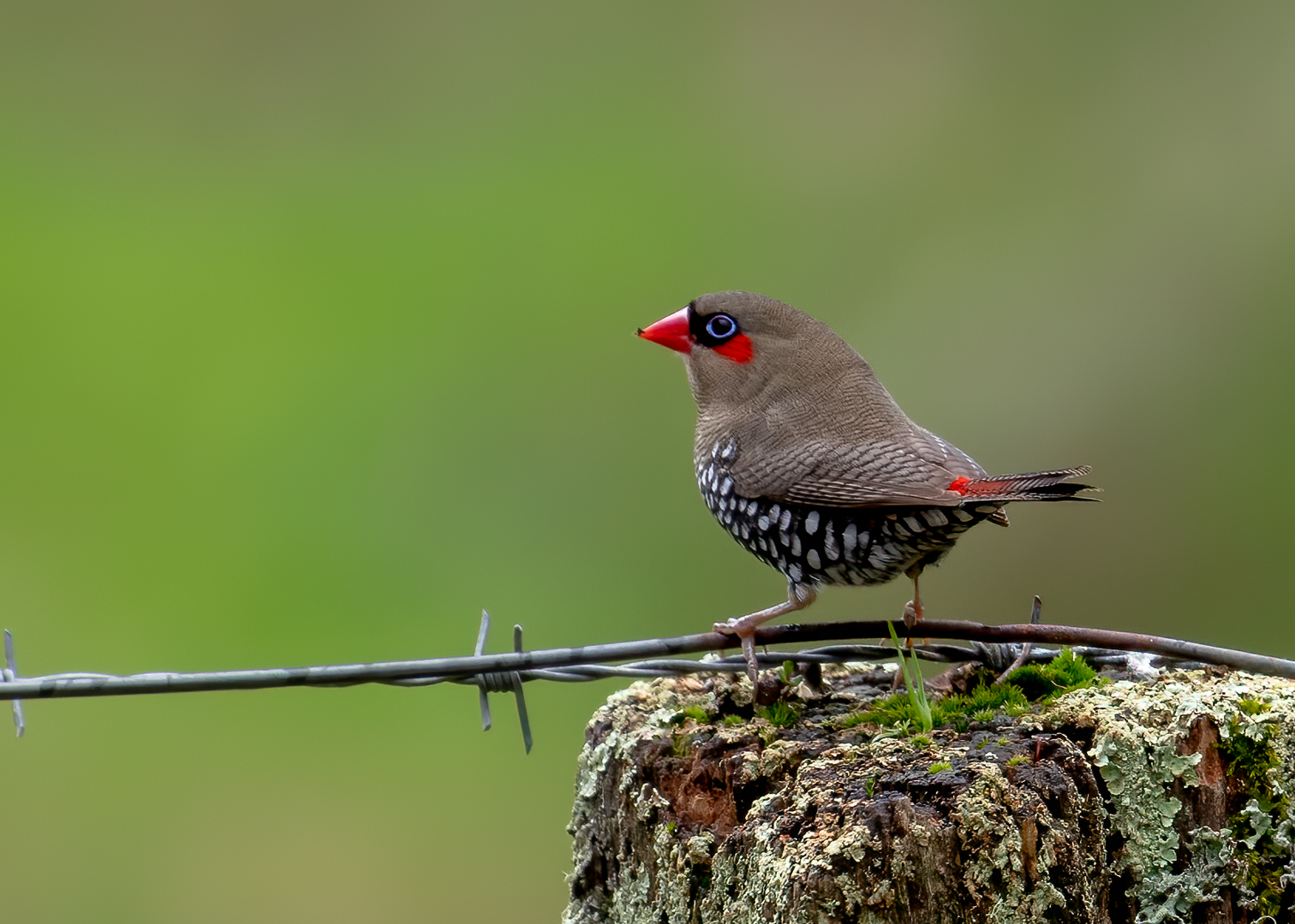 Red-eared Firetail (Image ID 42112)