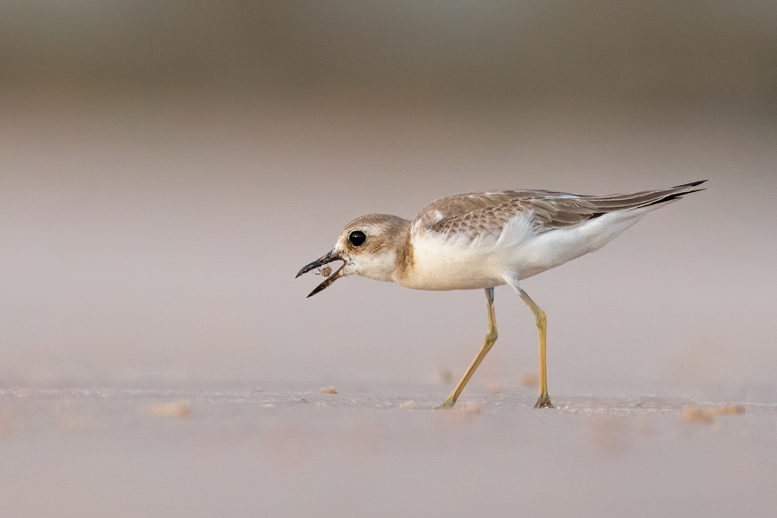 Greater Sand Plover (Image ID 41886)