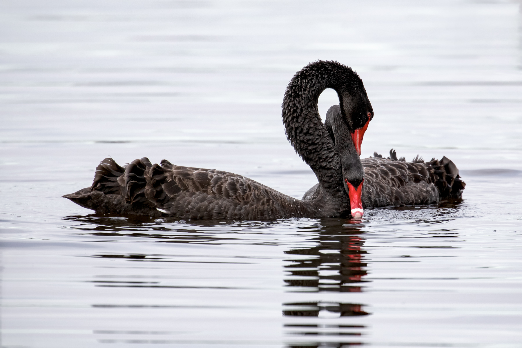 Black Swan (Image ID 41651)