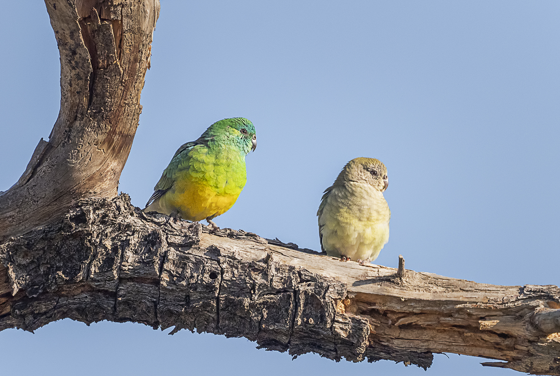 Red-rumped Parrot (Image ID 41839)