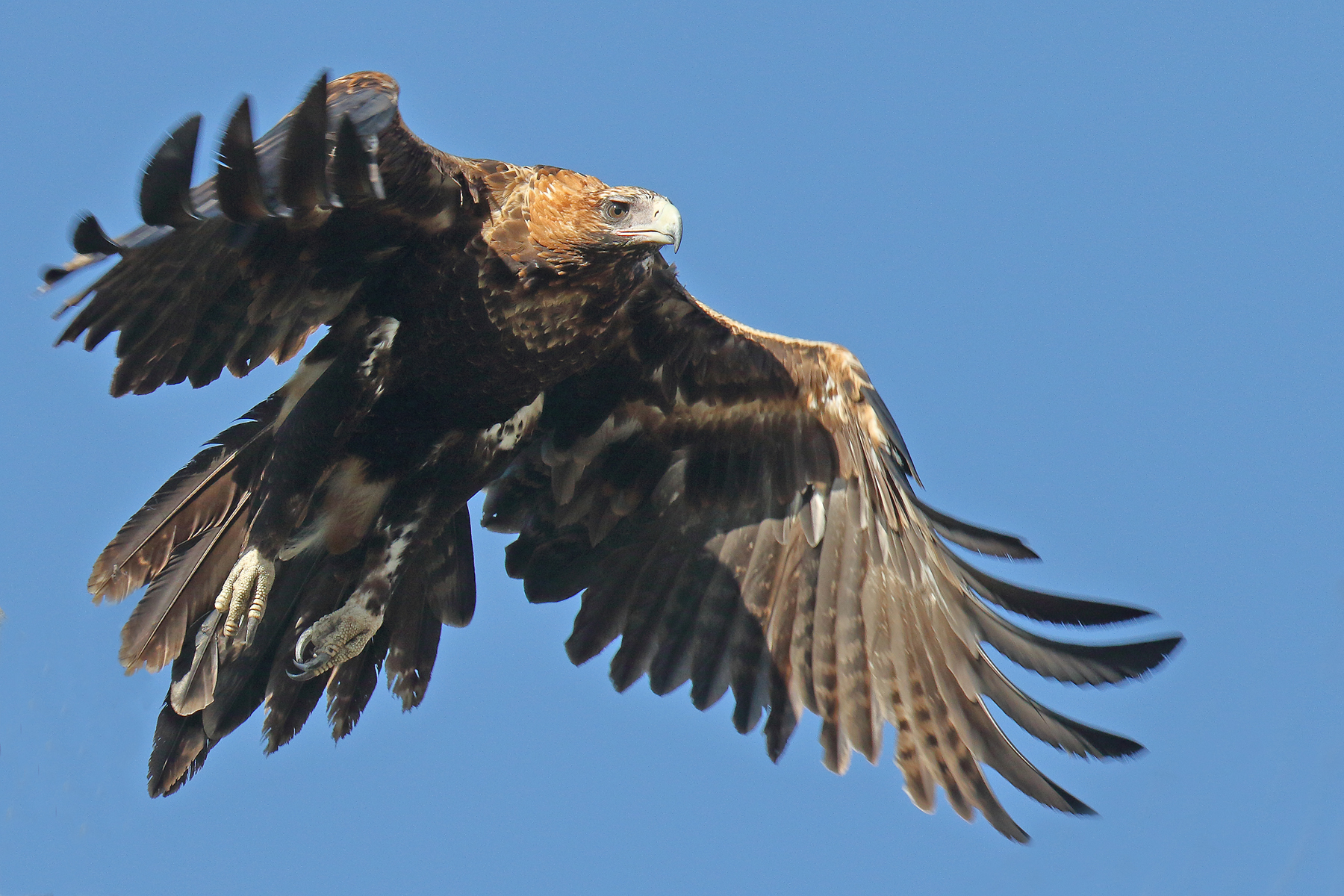 Wedge-tailed Eagle (Image ID 41866)