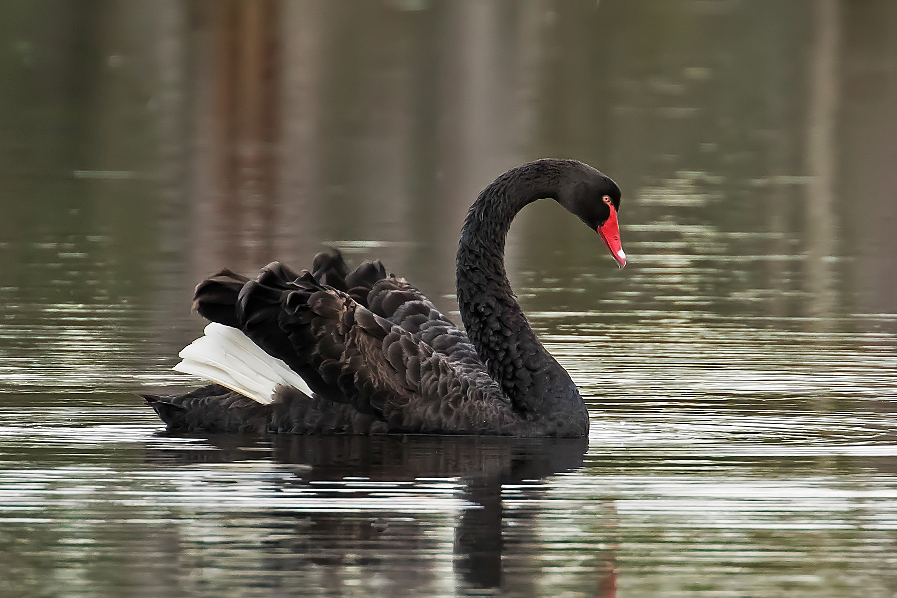 Black Swan (Image ID 41743)