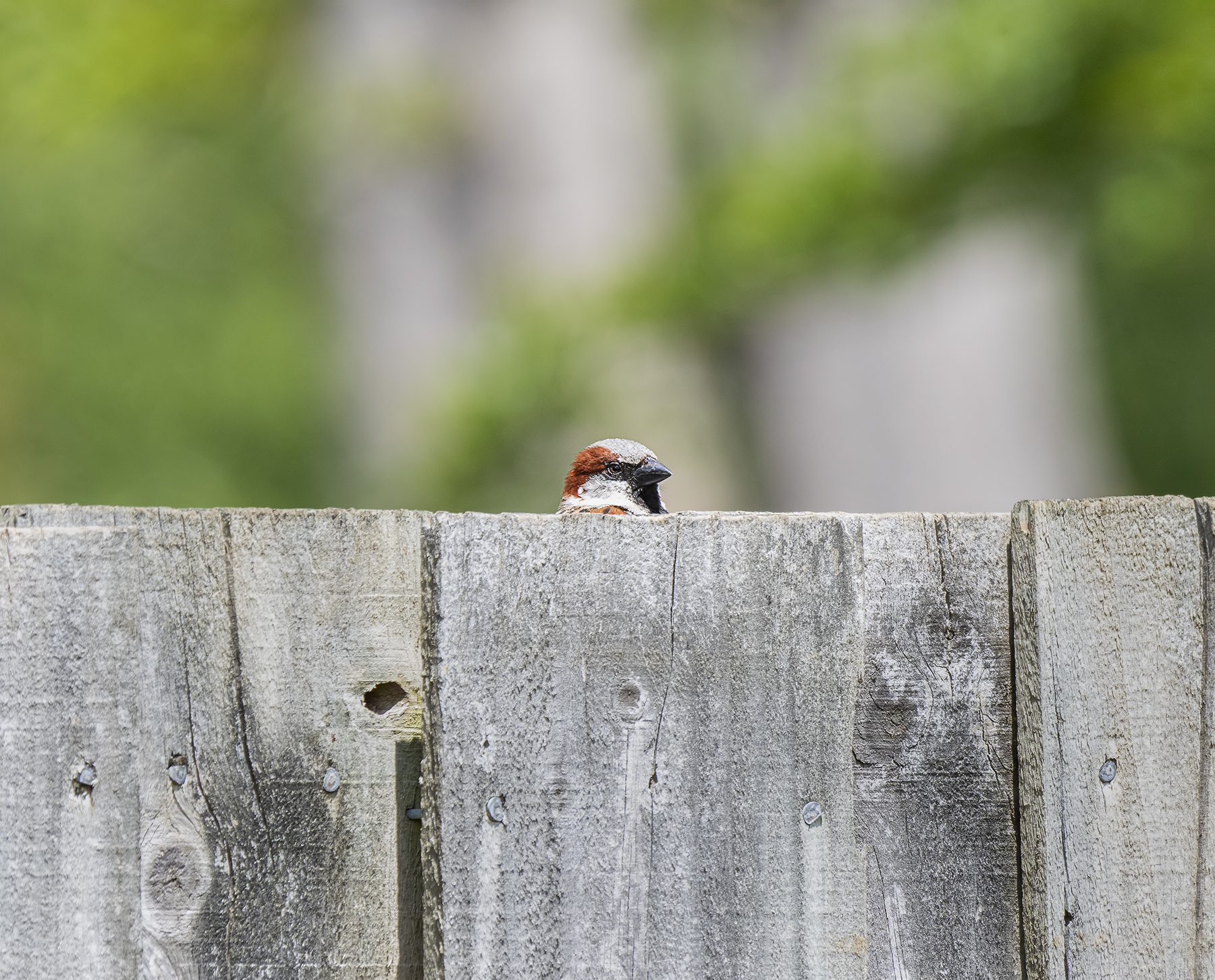 House Sparrow (Image ID 41781)