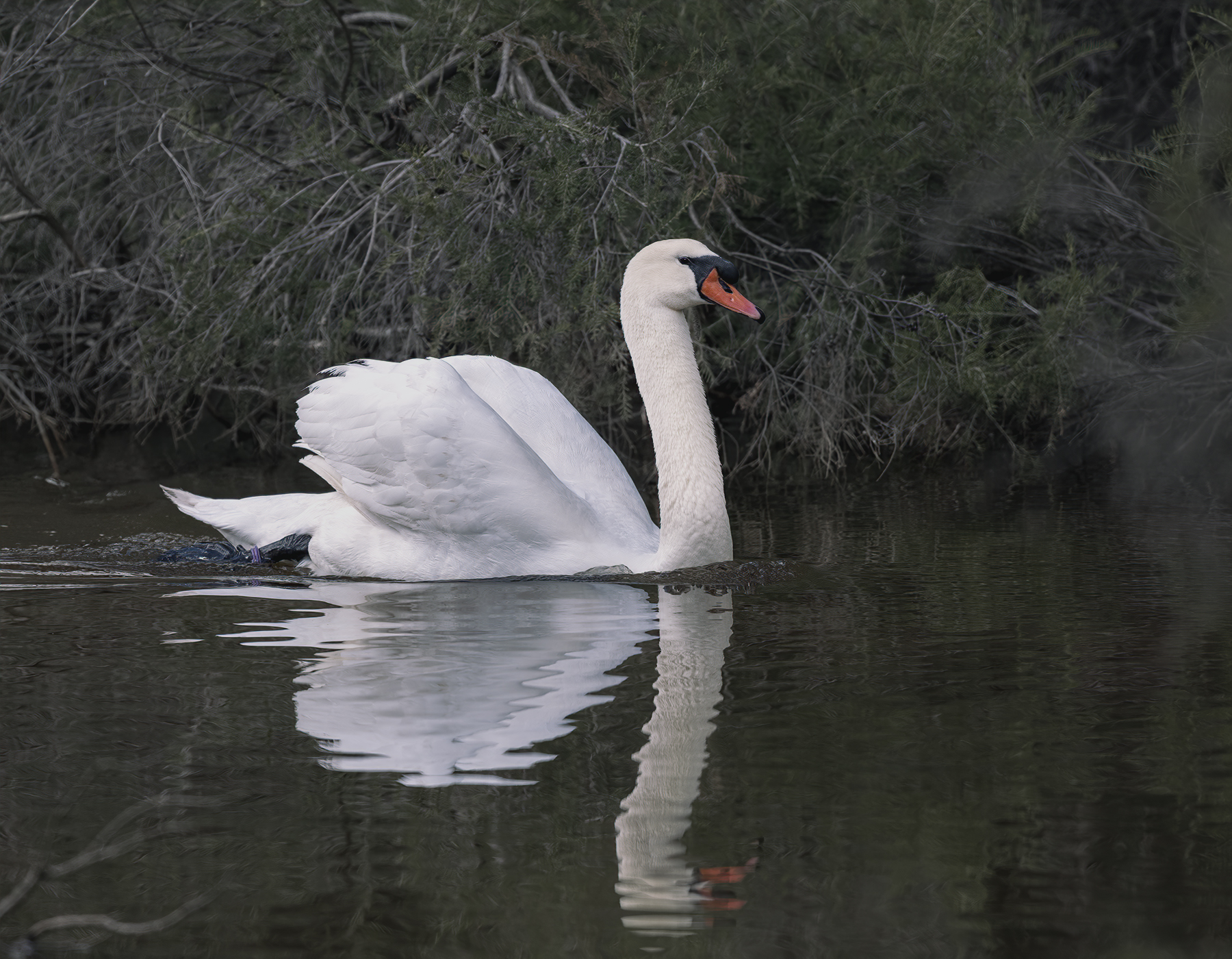Mute Swan (Image ID 42044)
