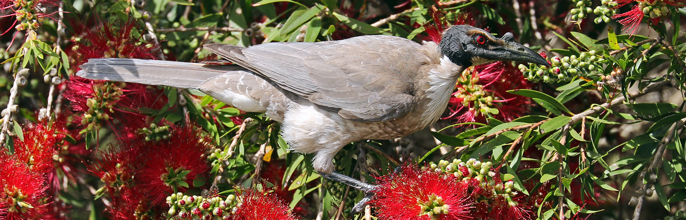 Noisy Friarbird (Image ID 42041)