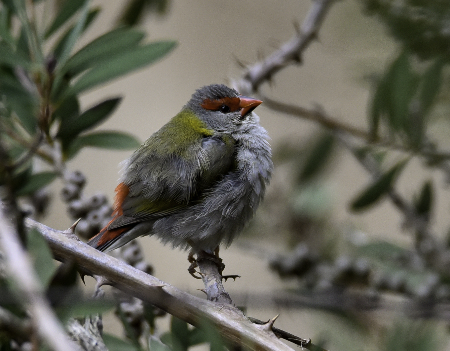 Red-browed Finch (Image ID 41972)