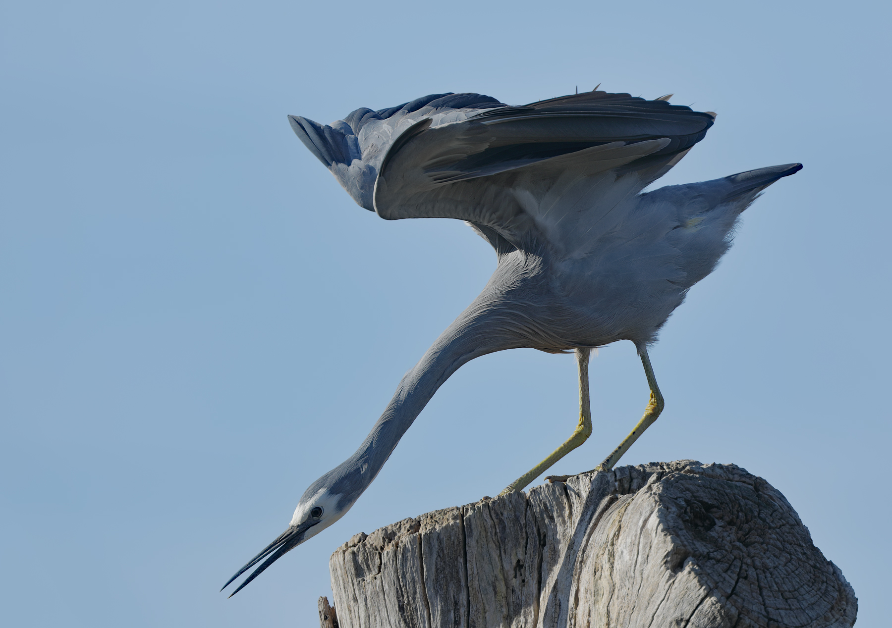 White-faced Heron (Image ID 41642)