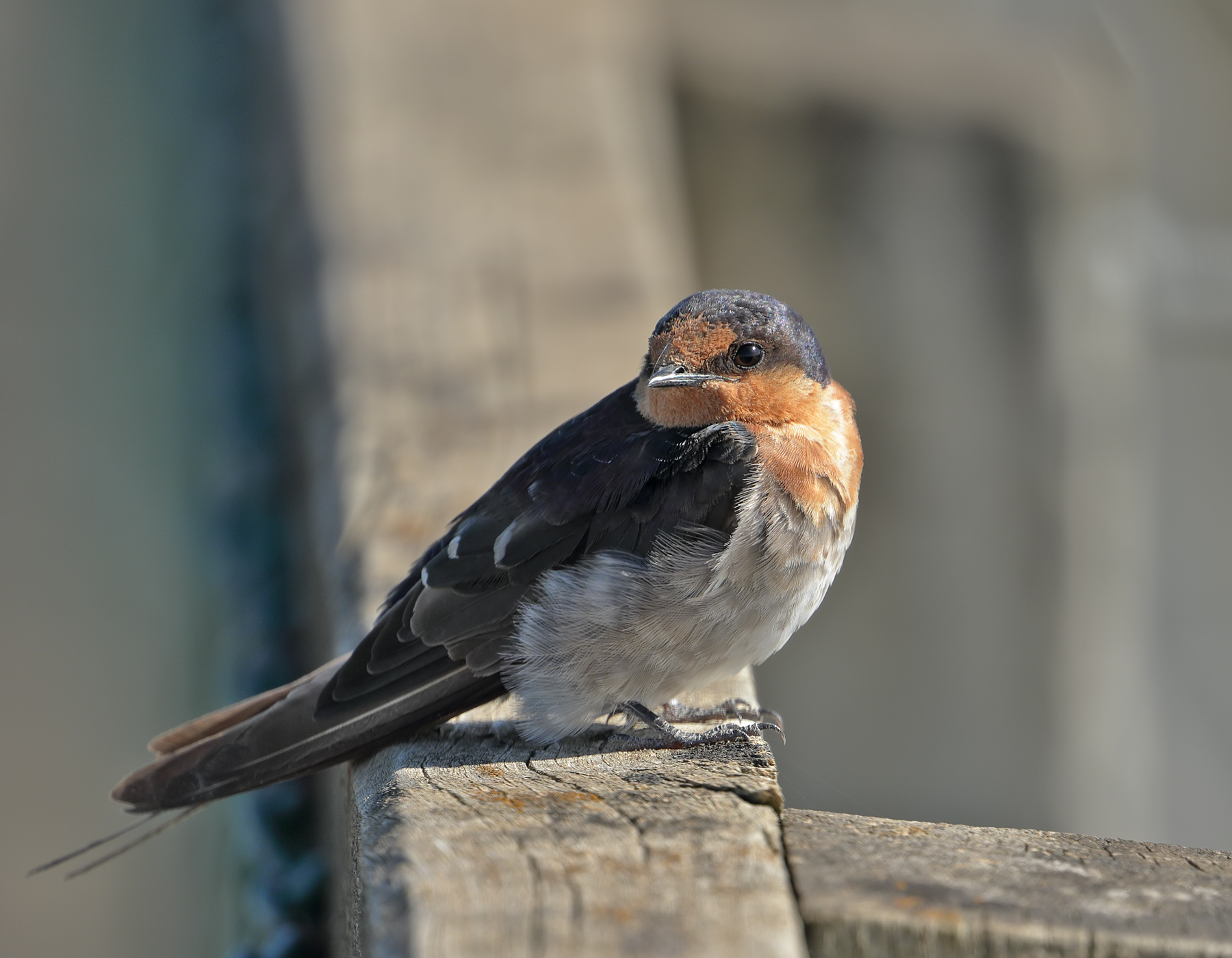 Welcome Swallow (Image ID 41679)