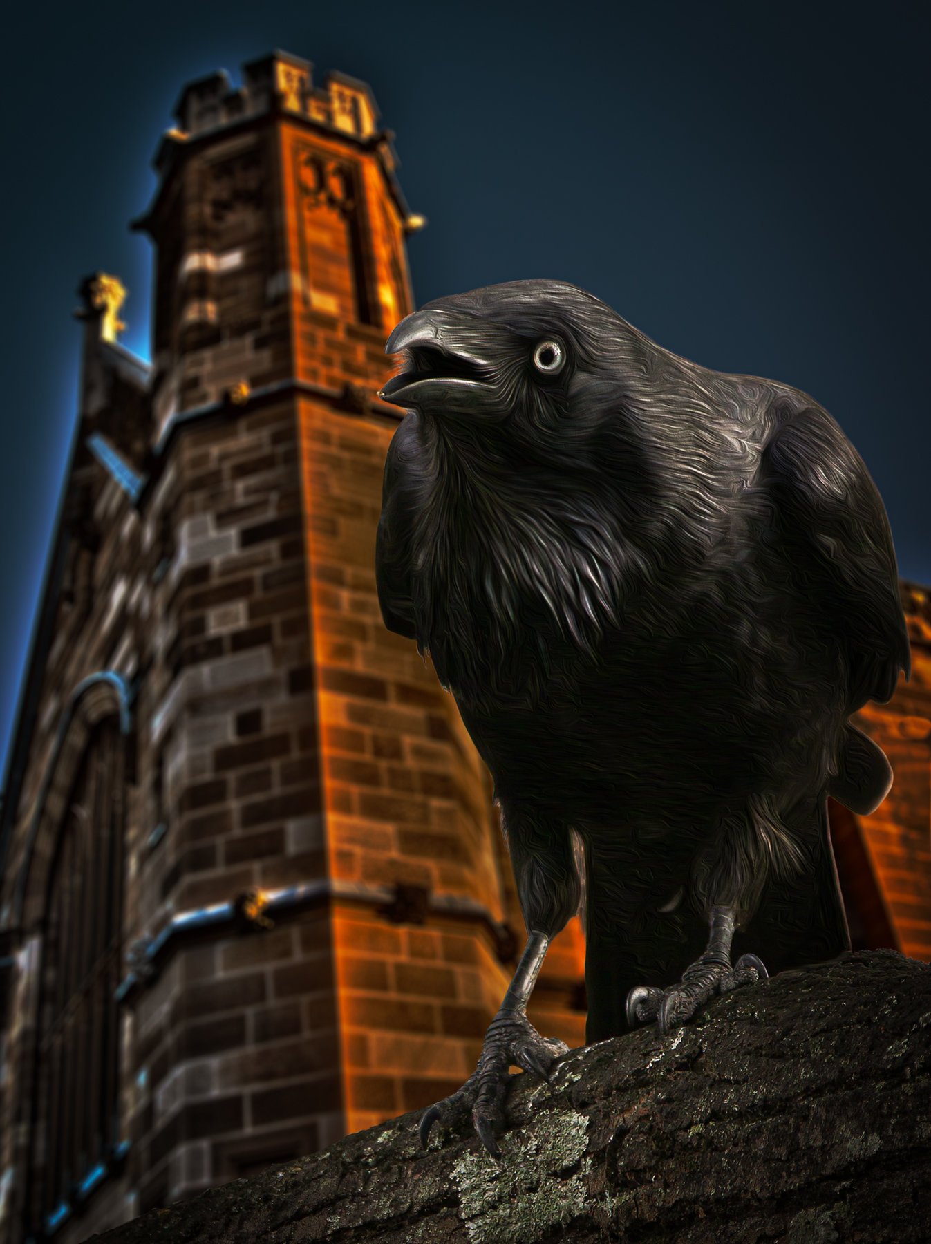 Australian Raven (Image ID 42033)