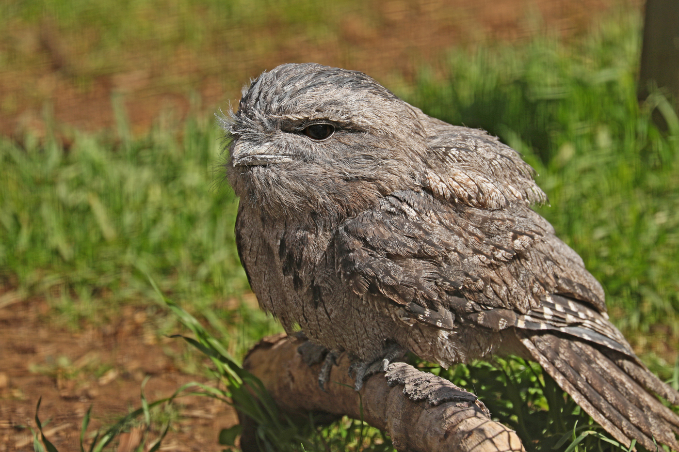 Tawny Frogmouth (Image ID 41962)