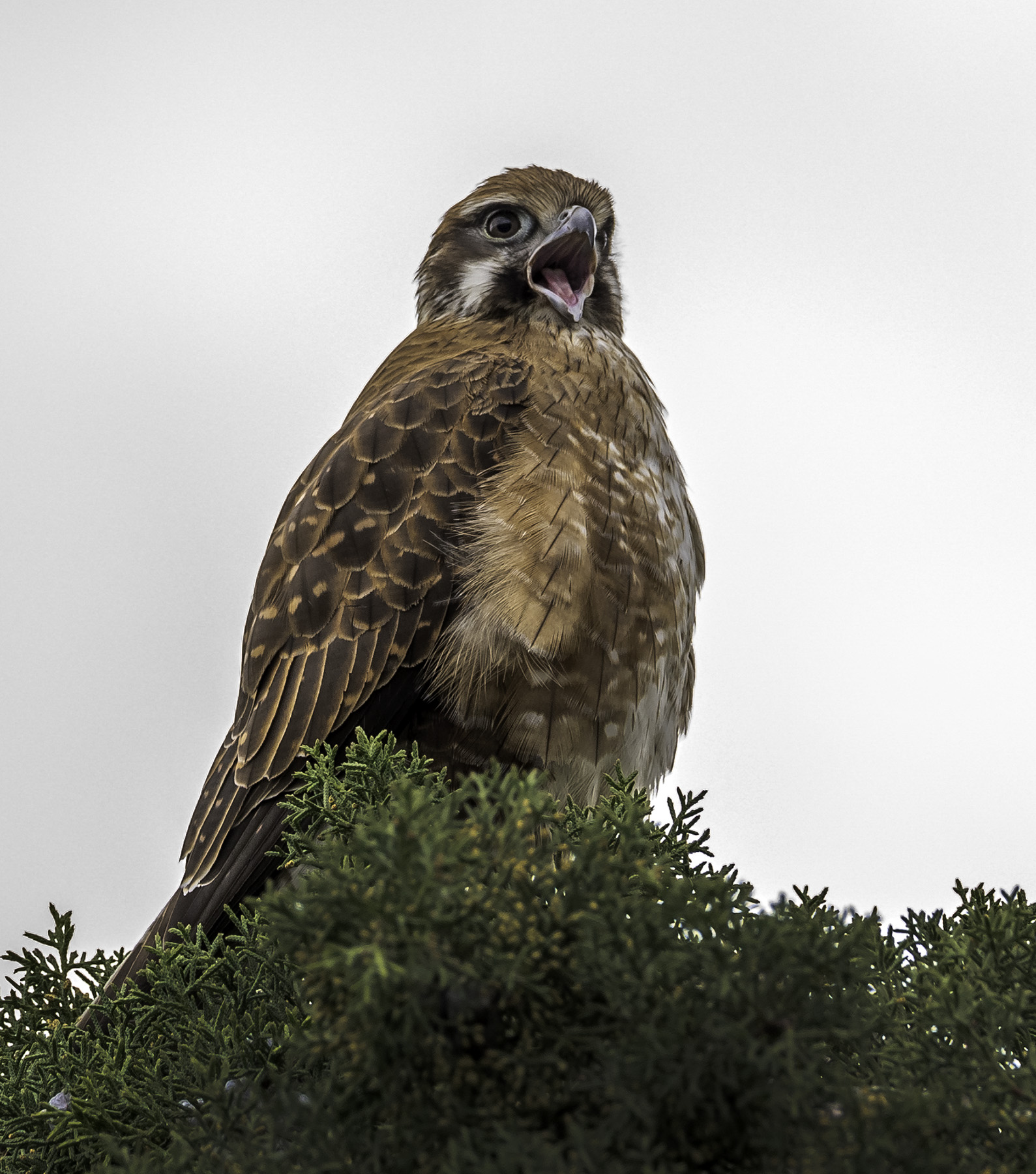 Brown Falcon (Image ID 41778)