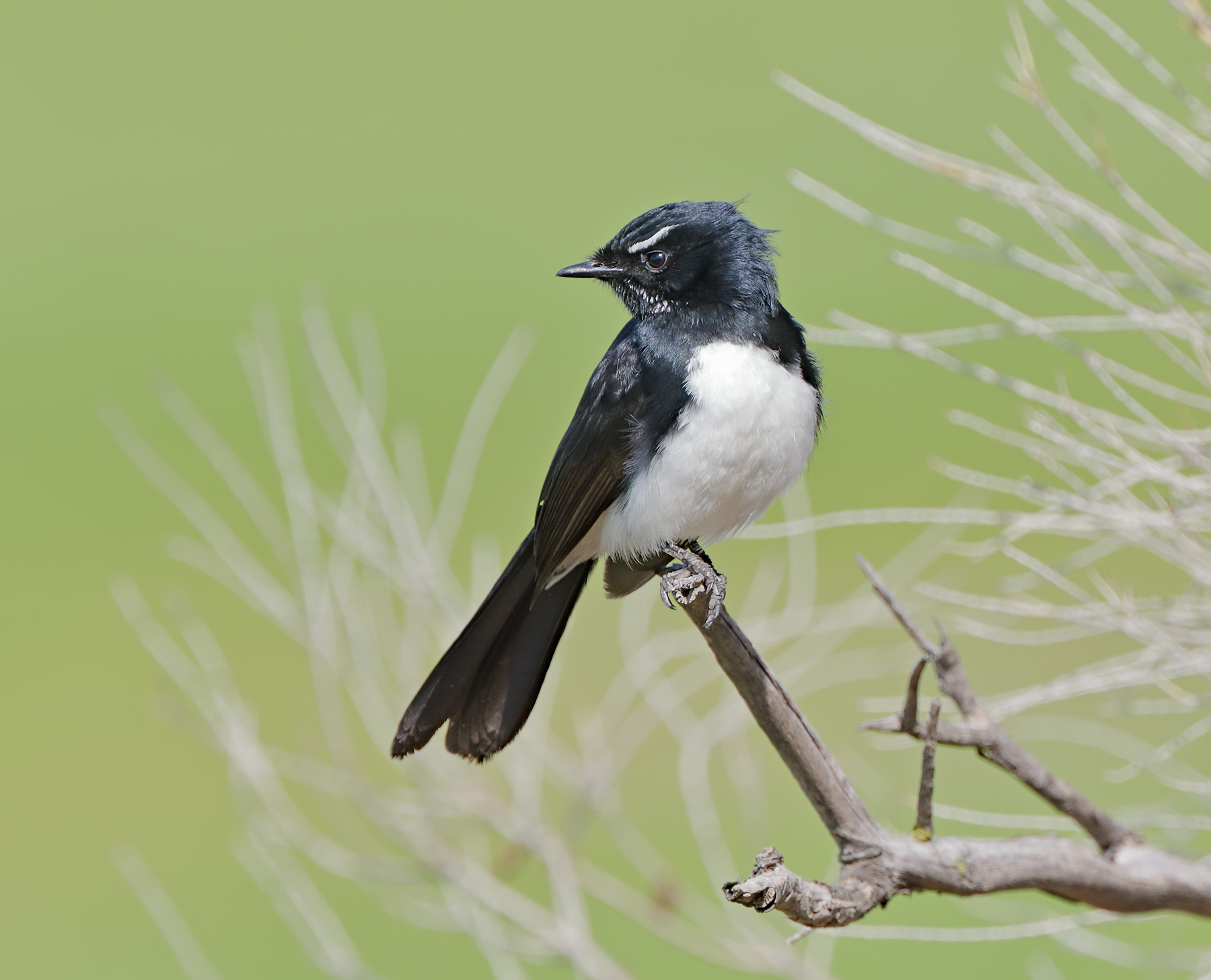Willie Wagtail (Image ID 41945)