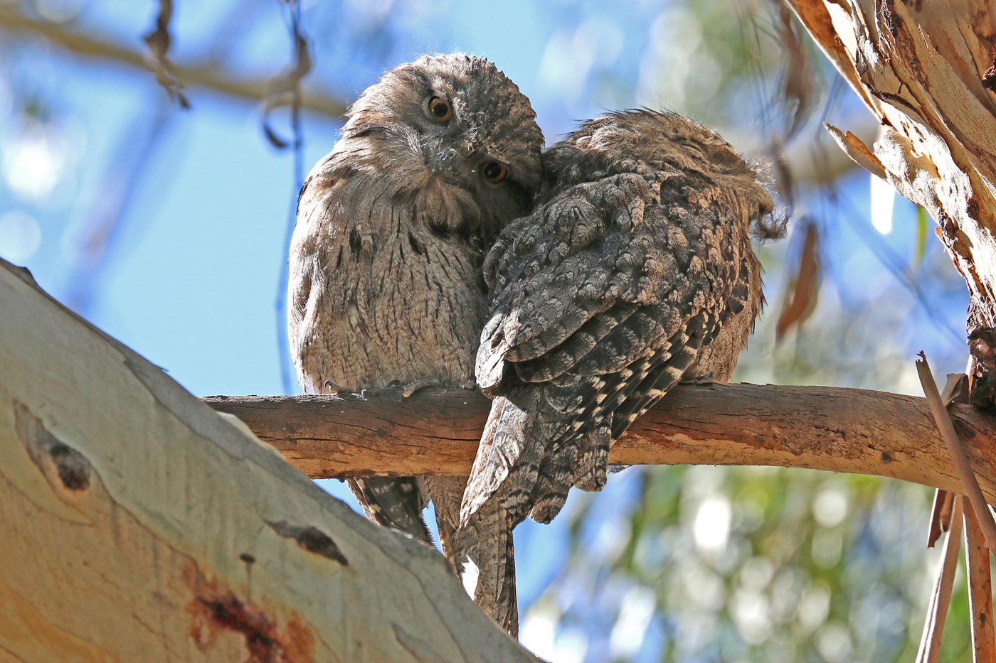 Tawny Frogmouth (Image ID 41964)