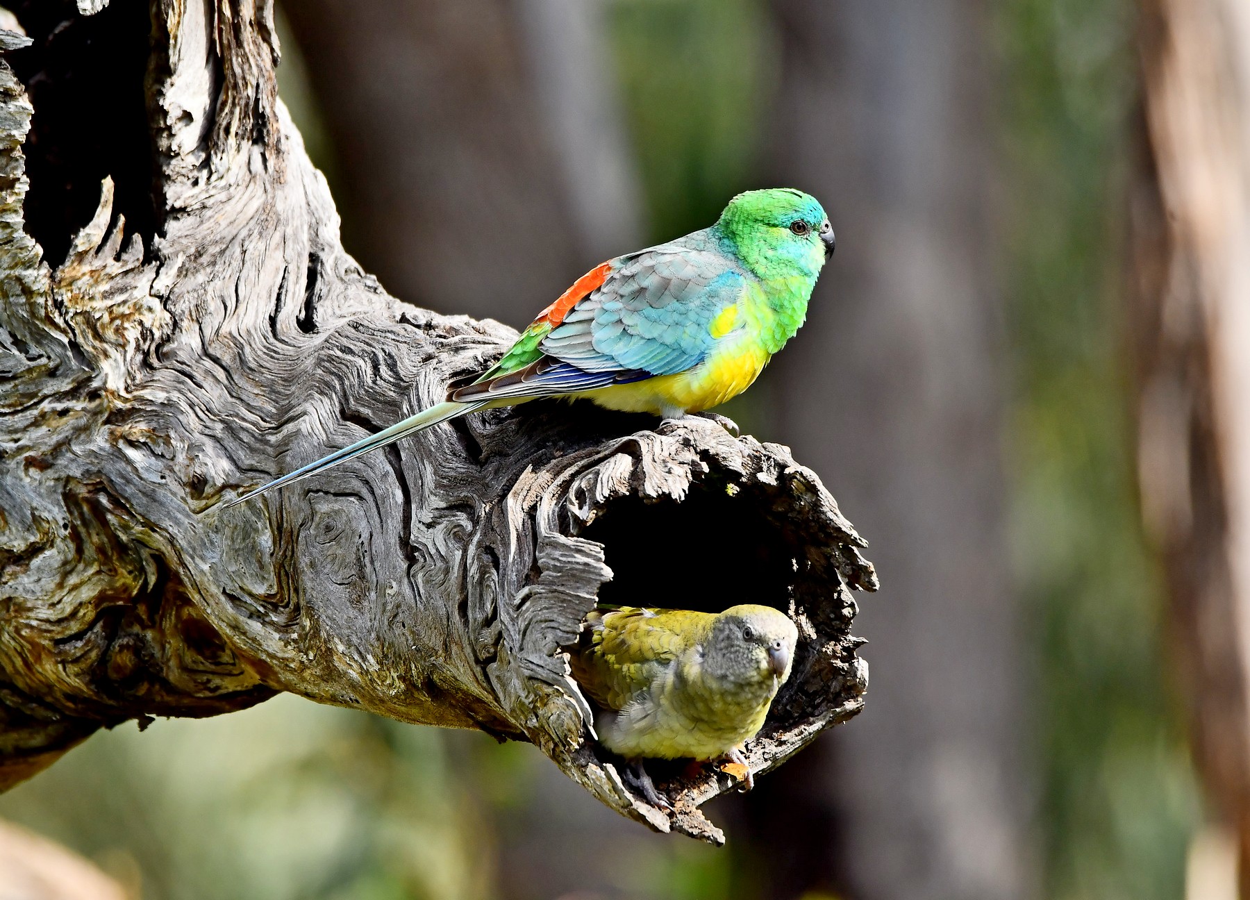 Red-rumped Parrot (Image ID 41758)