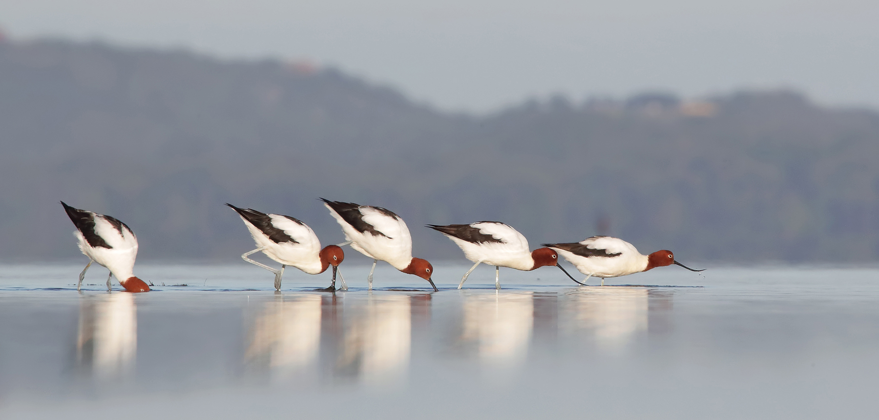 Red-necked Avocet (Image ID 41818)