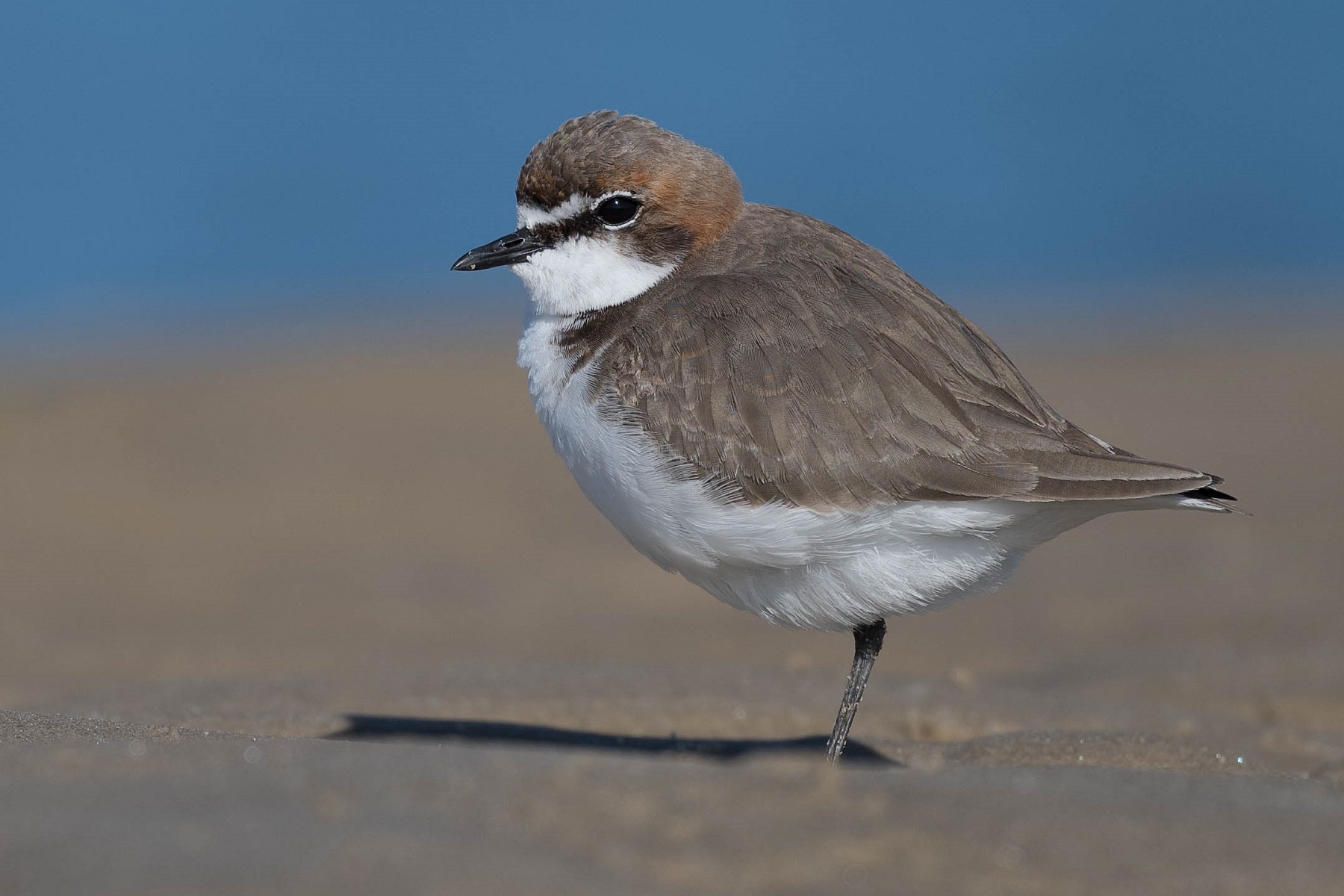 Red-capped Plover (Image ID 41935)