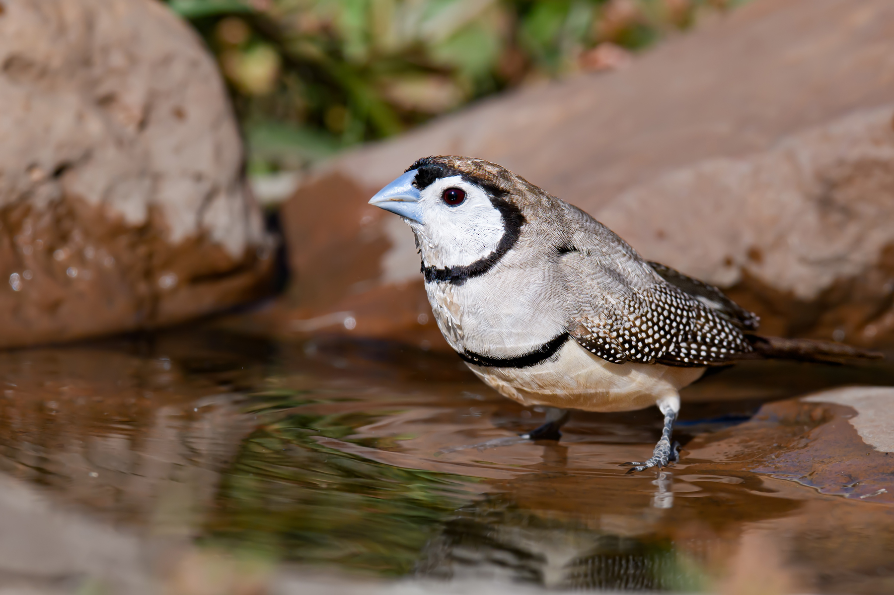 Double-barred Finch (Image ID 41709)