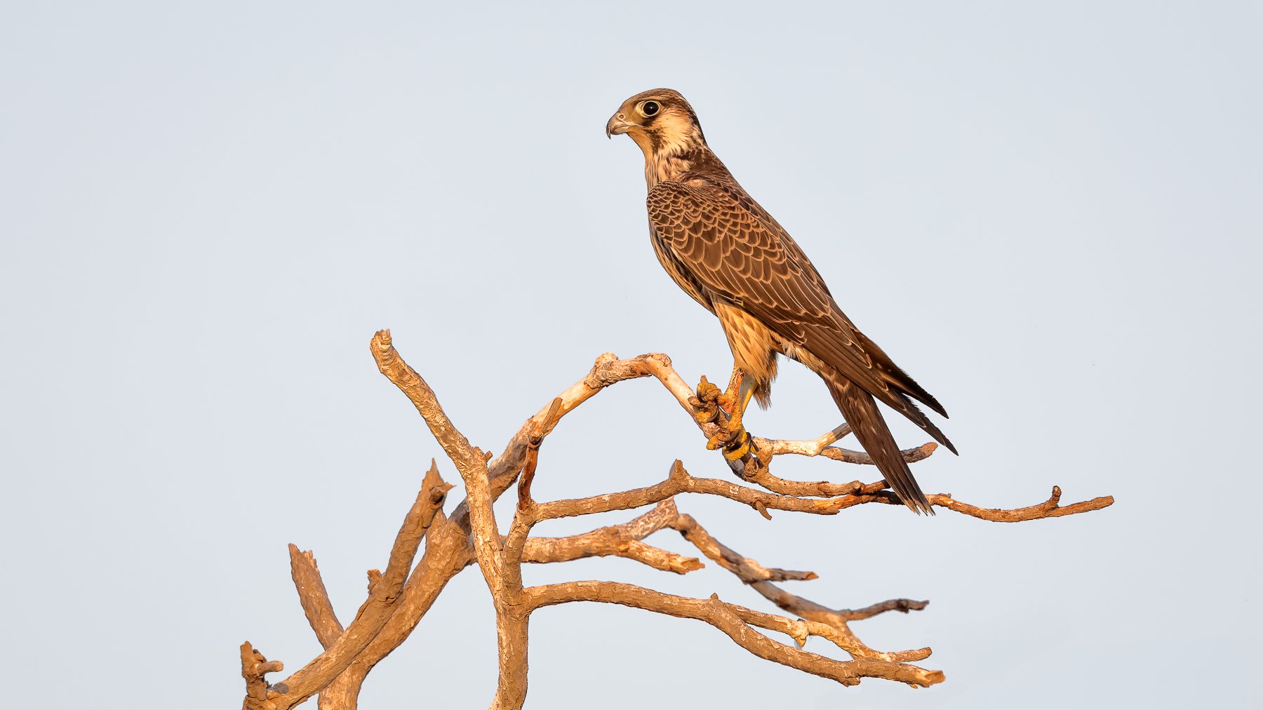 Peregrine Falcon (Image ID 41602)