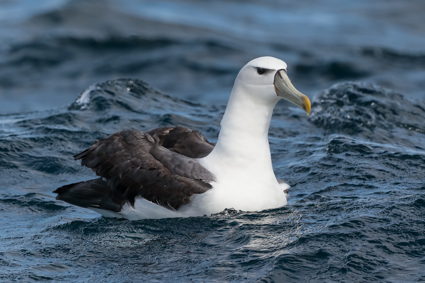 White-capped Albatross (Image ID 41921)