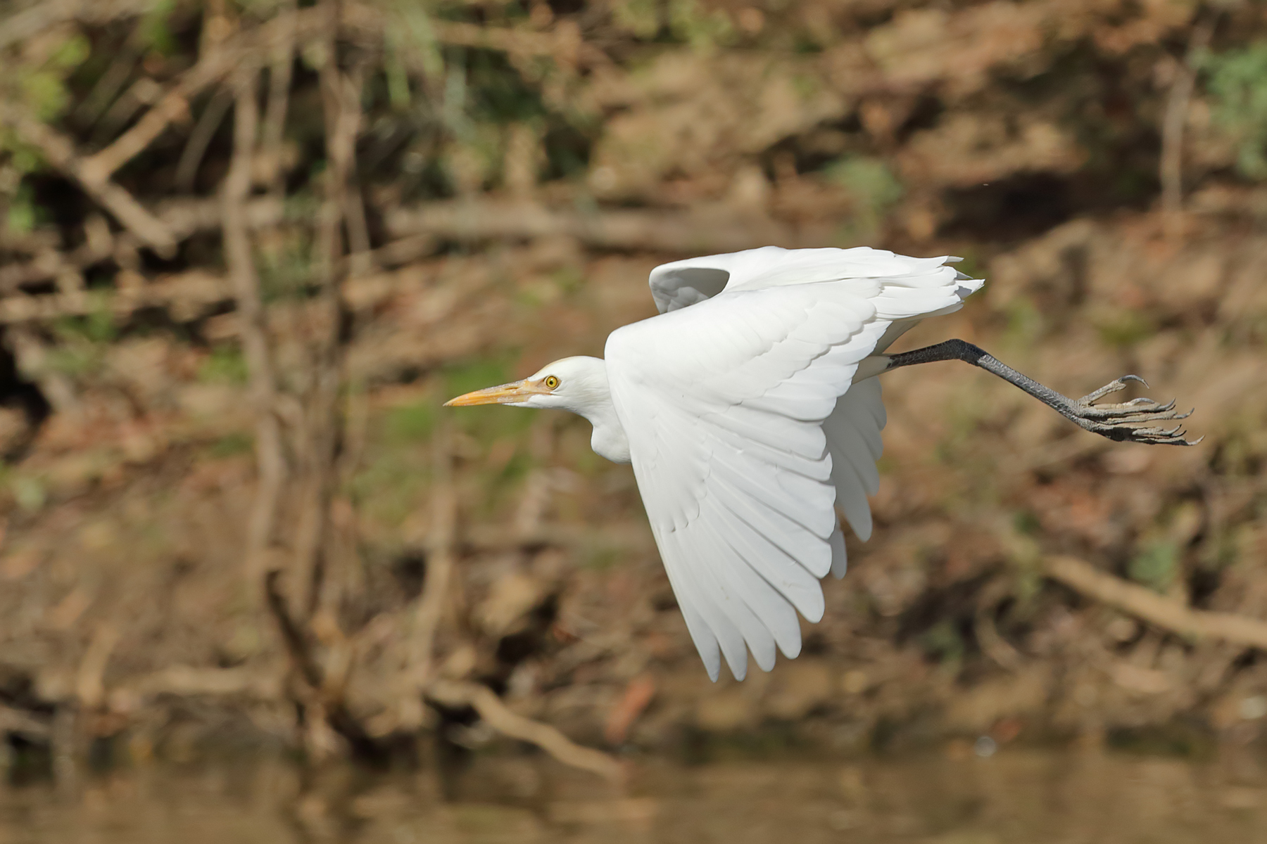 Plumed Egret (Image ID 41892)