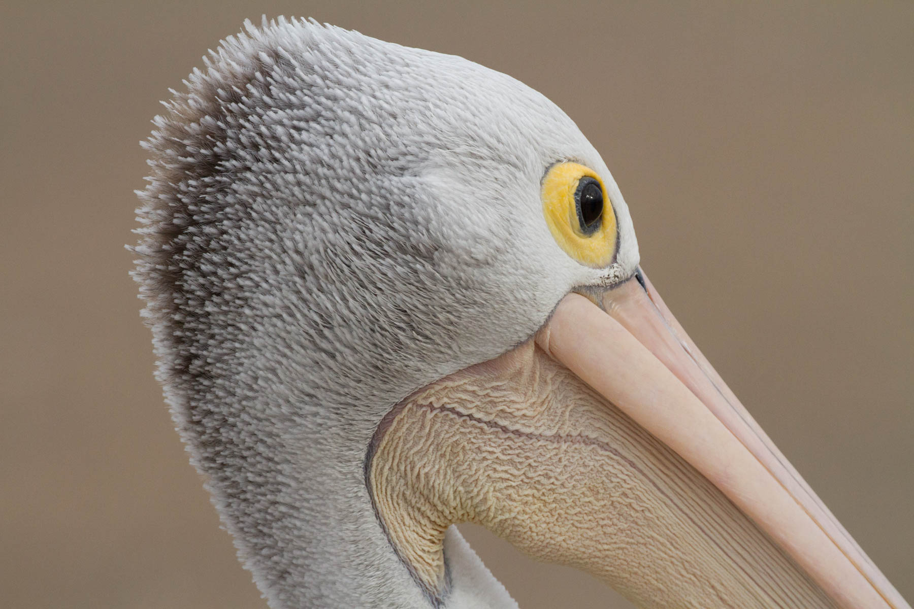 Australian Pelican (Image ID 41854)