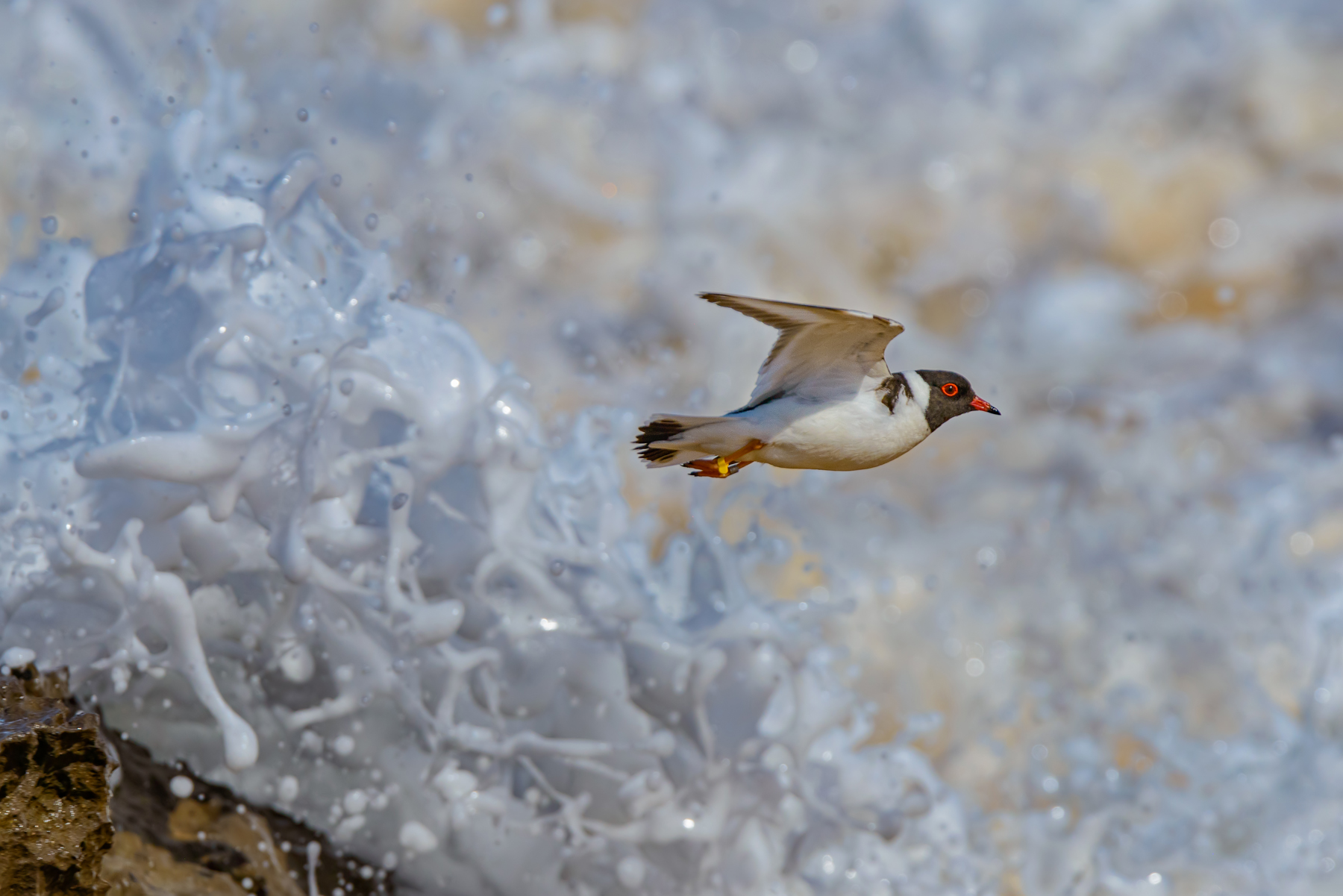 Hooded Plover (Image ID 41865)