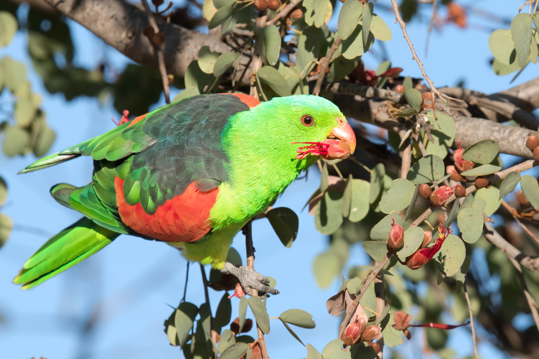Red-winged Parrot (Image ID 41775)