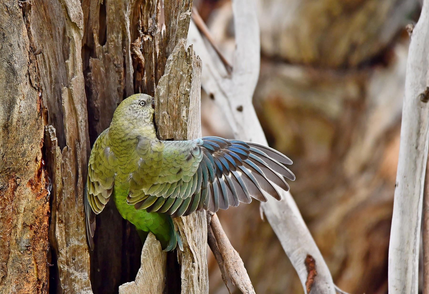 Red-rumped Parrot (Image ID 41759)