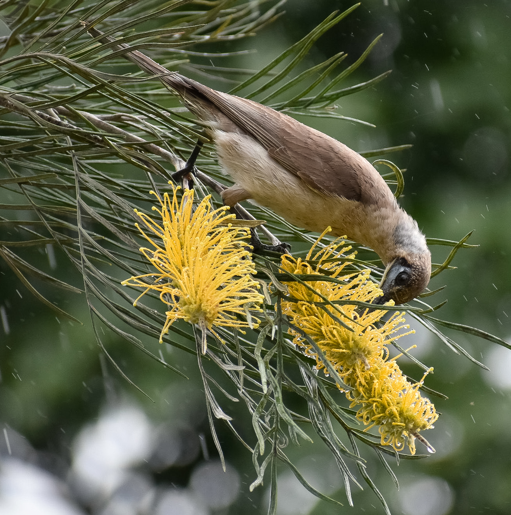 Little Friarbird (Image ID 41746)