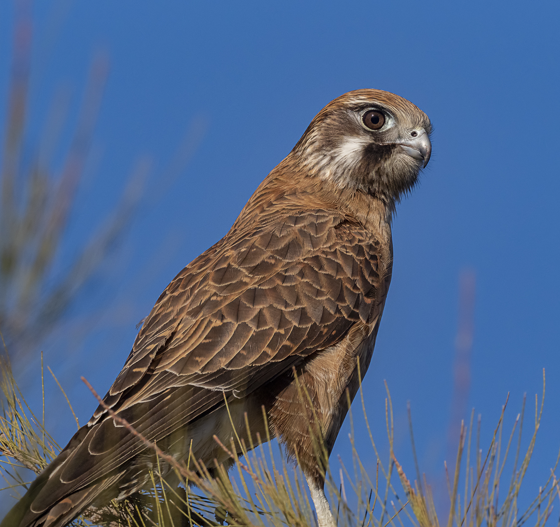 Brown Falcon (Image ID 41880)