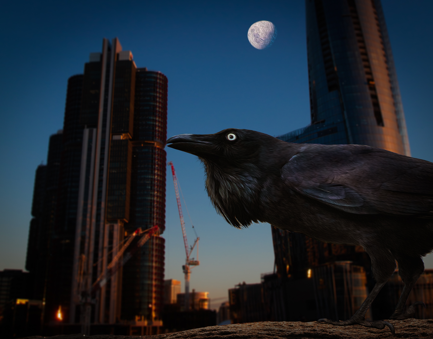 Australian Raven (Image ID 42030)