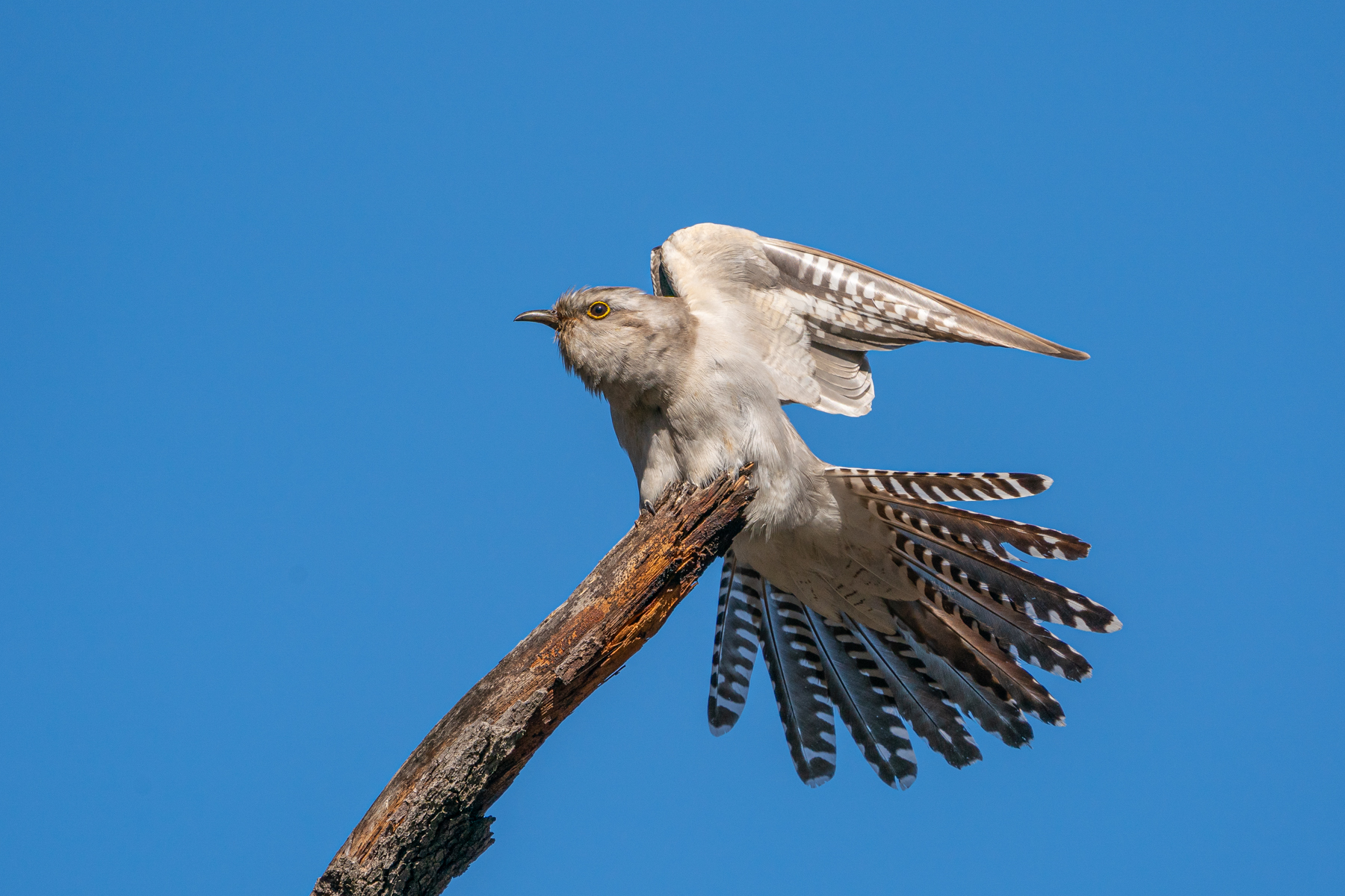 Pallid Cuckoo (Image ID 42460)