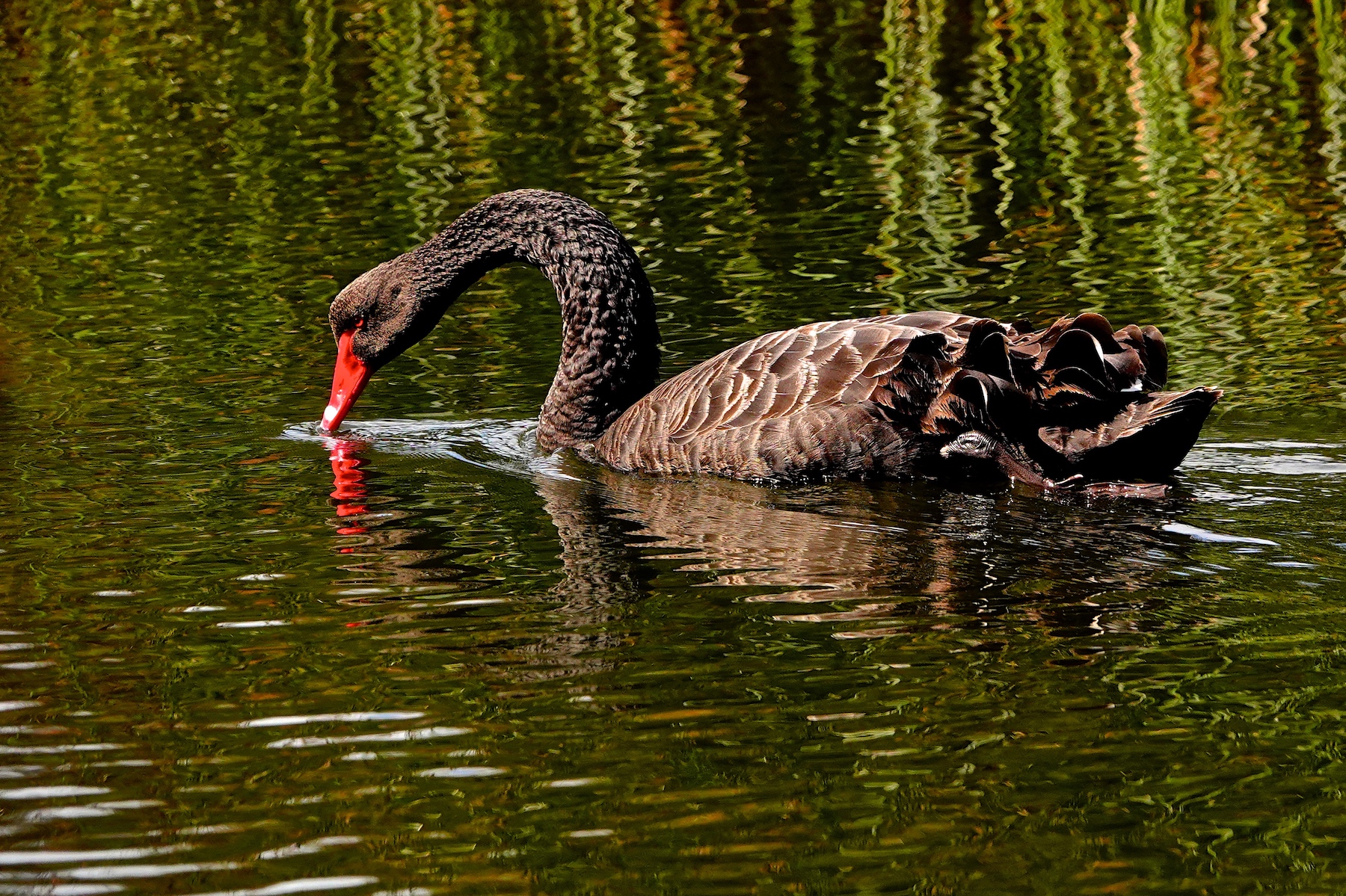 Black Swan (Image ID 42620)