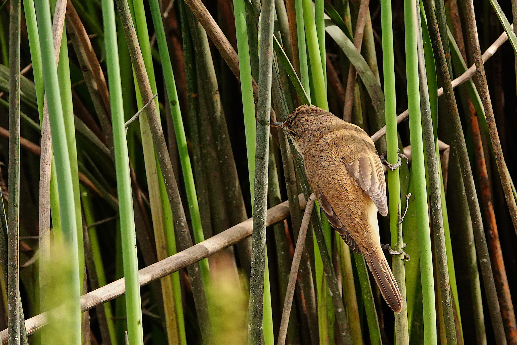 Australian Reed-Warbler (Image ID 42622)