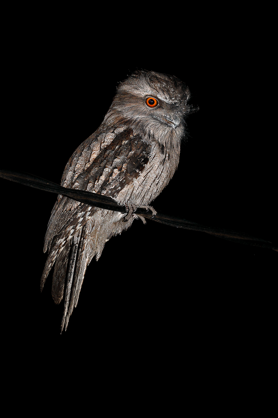 Tawny Frogmouth (Image ID 42542)