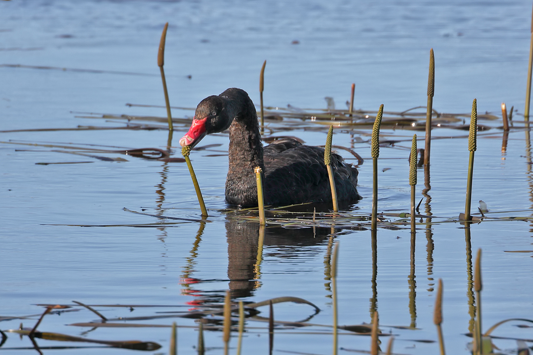 Black Swan (Image ID 42588)