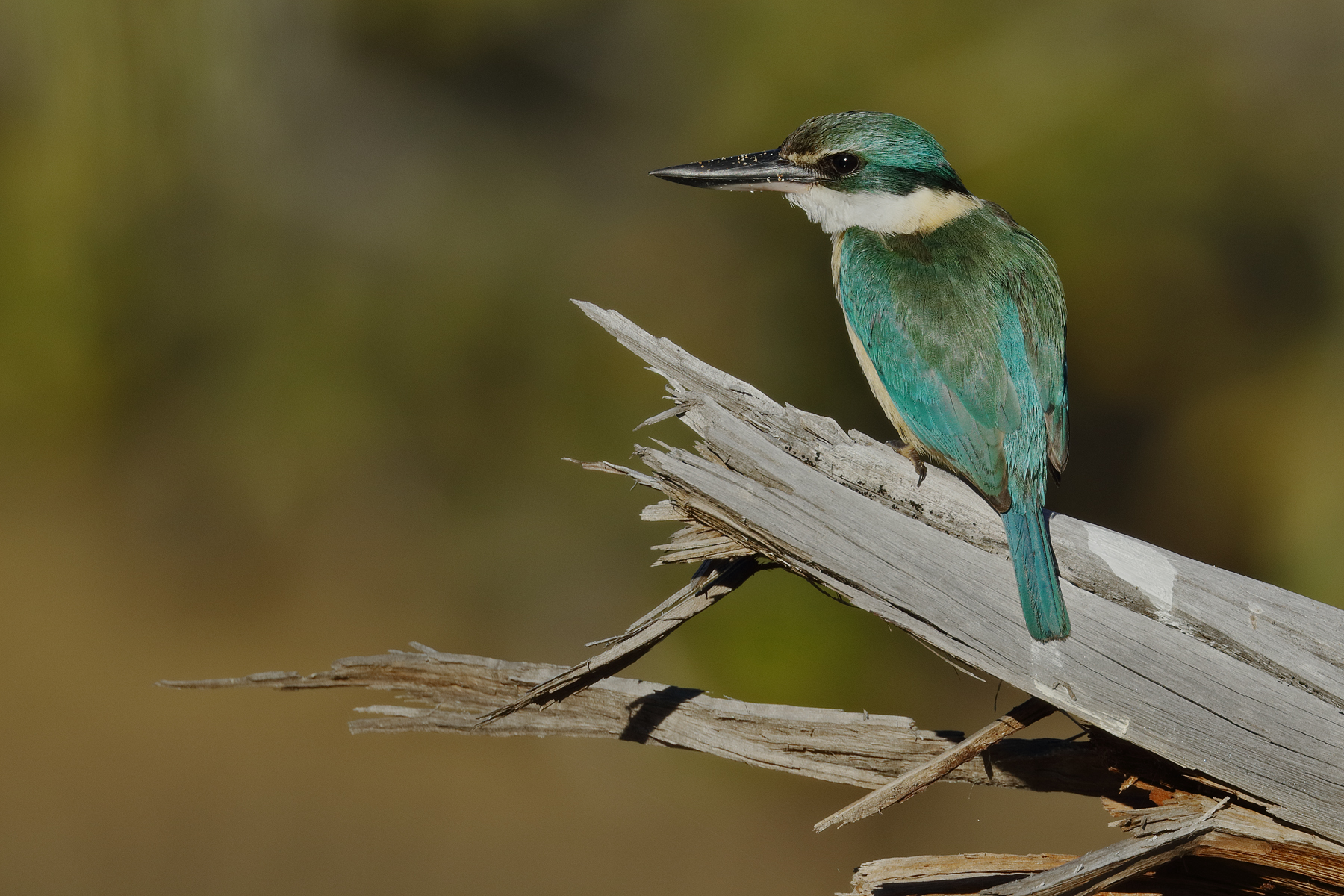 Sacred Kingfisher (Image ID 42384)