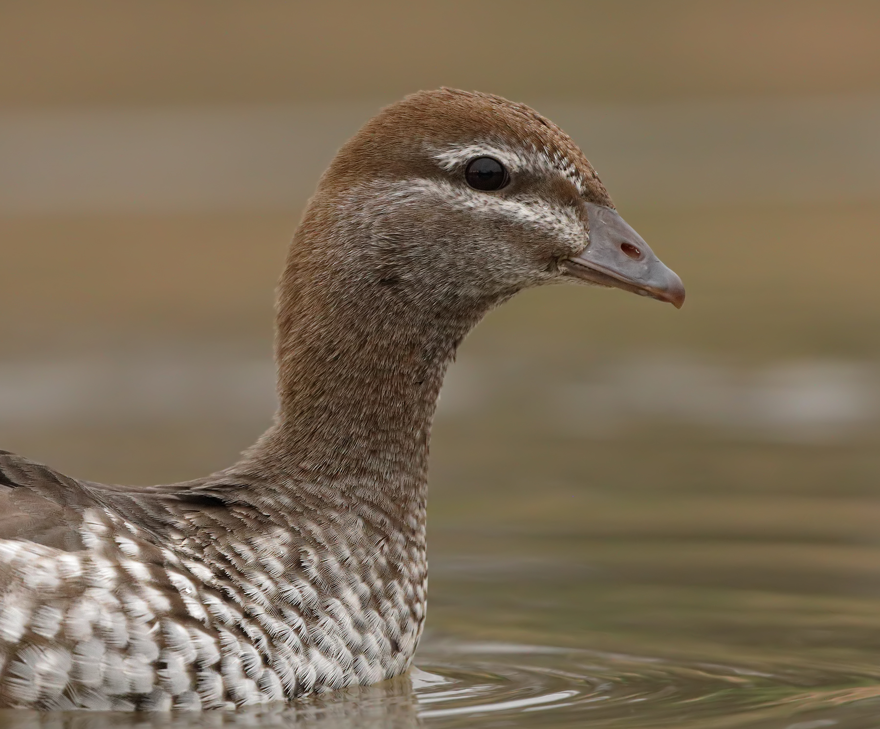 Australian Wood Duck (Image ID 42473)
