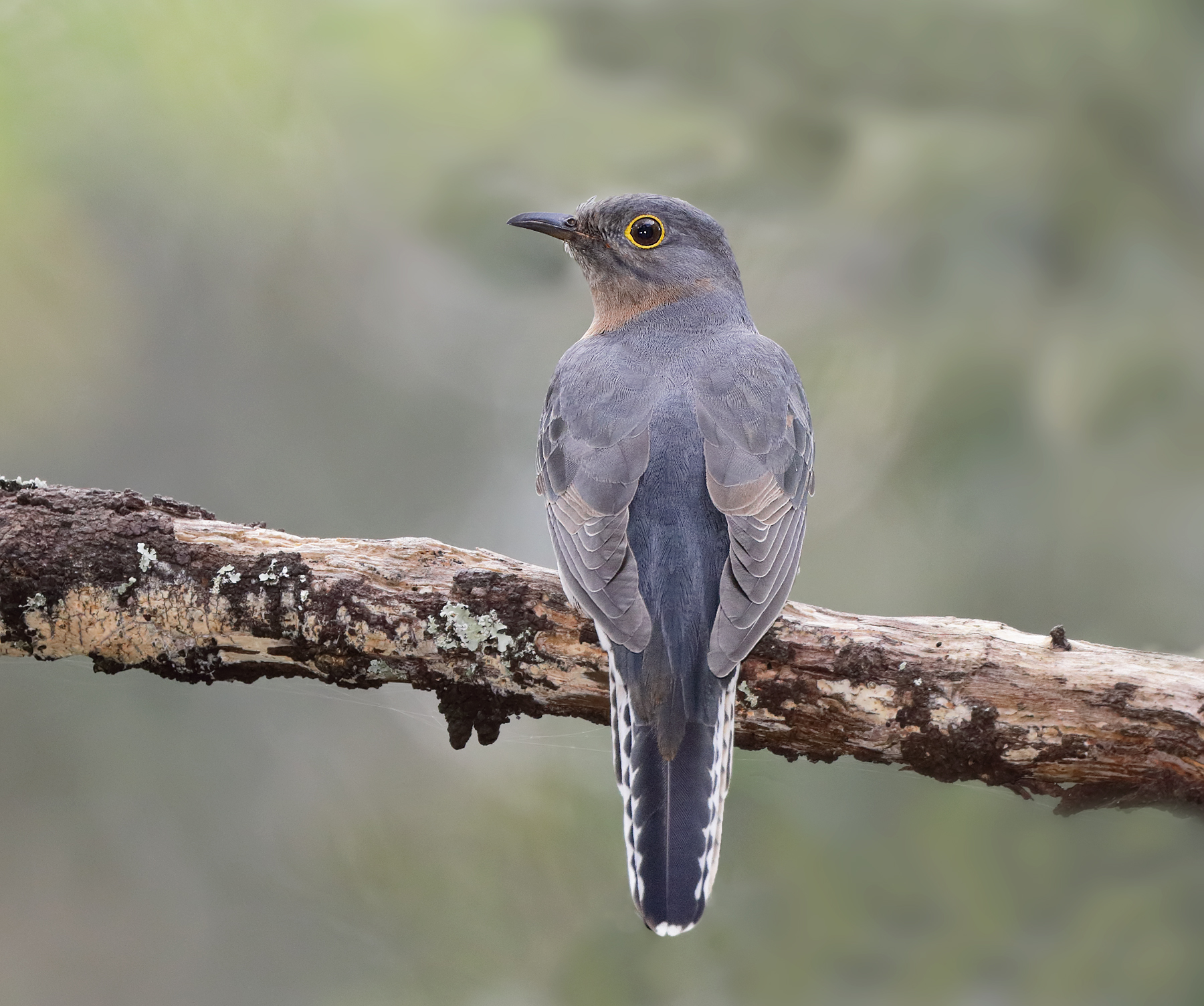 Fan-tailed Cuckoo (Image ID 42628)