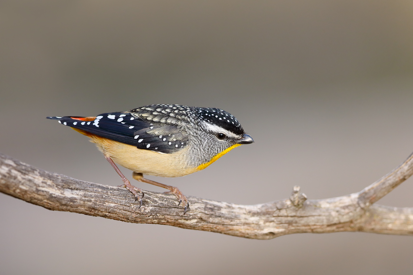 Spotted Pardalote (Image ID 42504)
