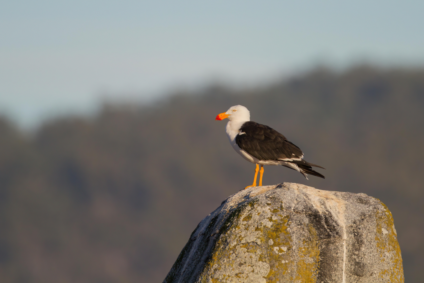 Pacific Gull (Image ID 42398)
