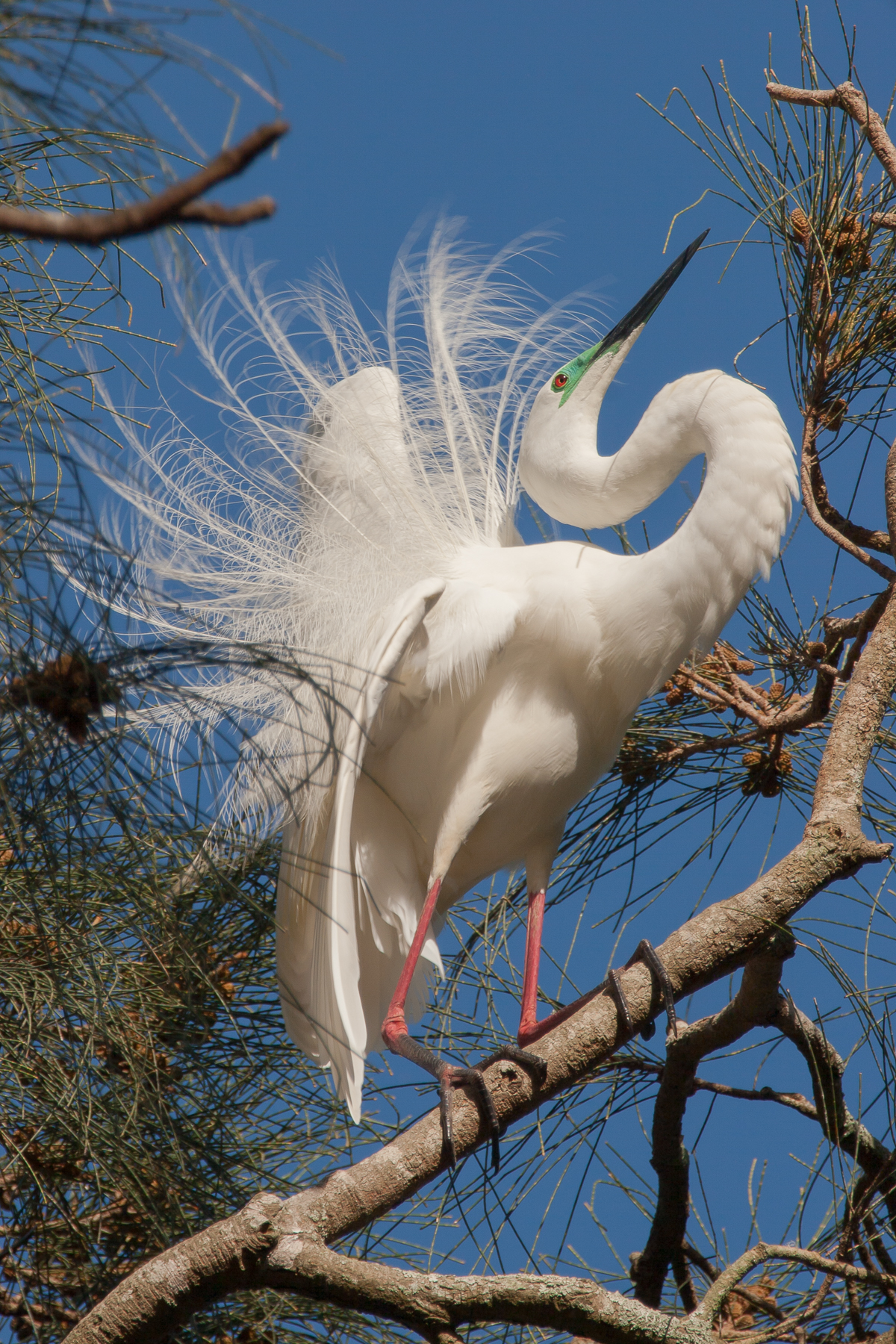 Great Egret (Image ID 42177)