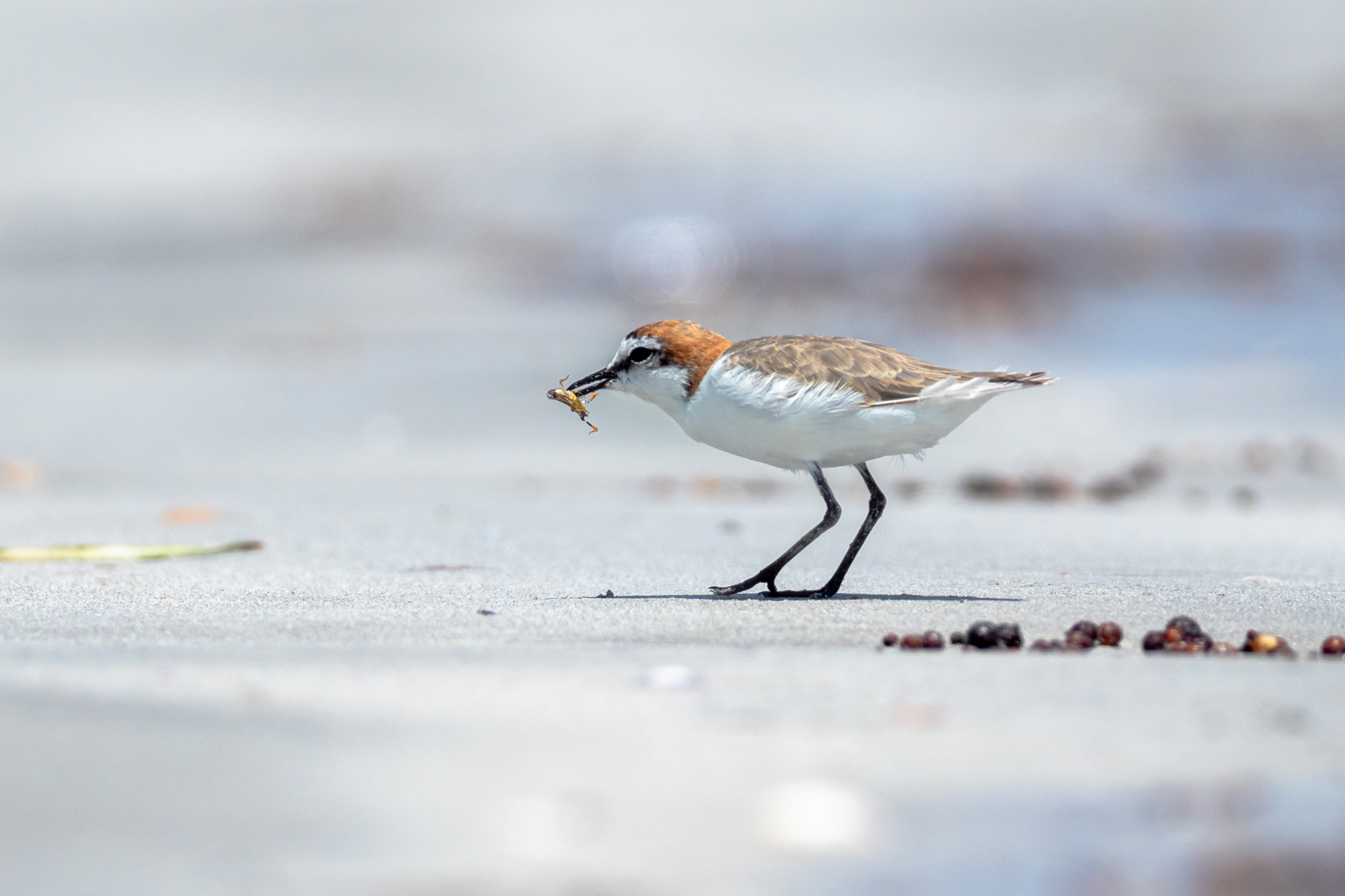 Red-capped Plover (Image ID 42431)