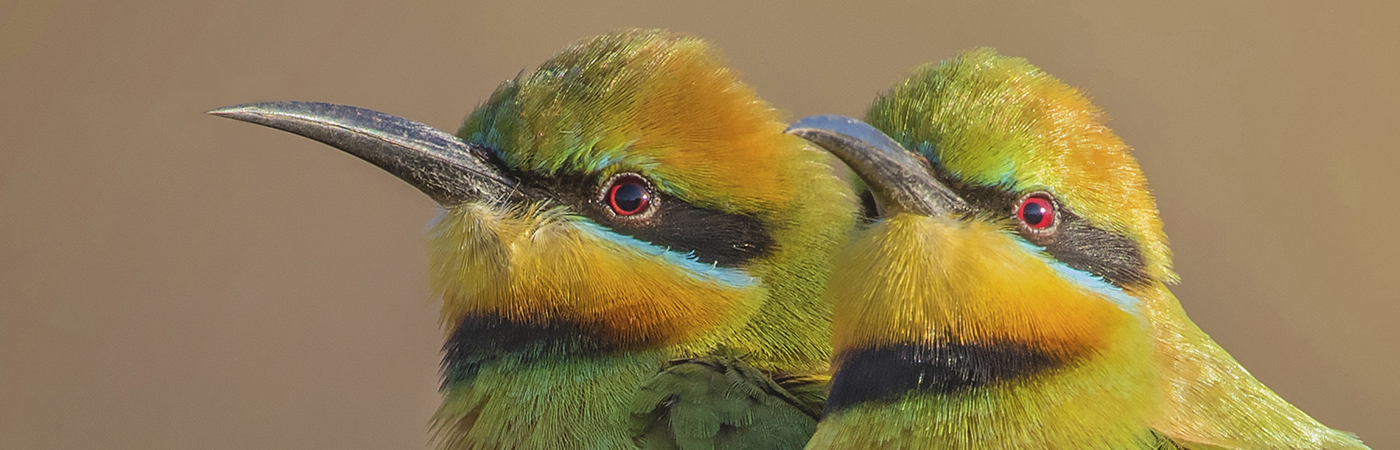Rainbow Bee-eater (Image ID 42388)