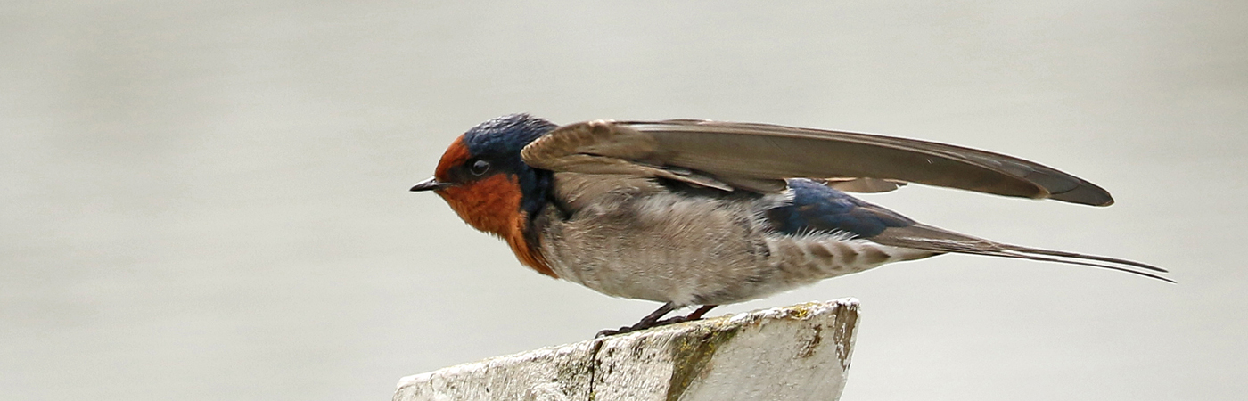 Welcome Swallow (Image ID 42323)